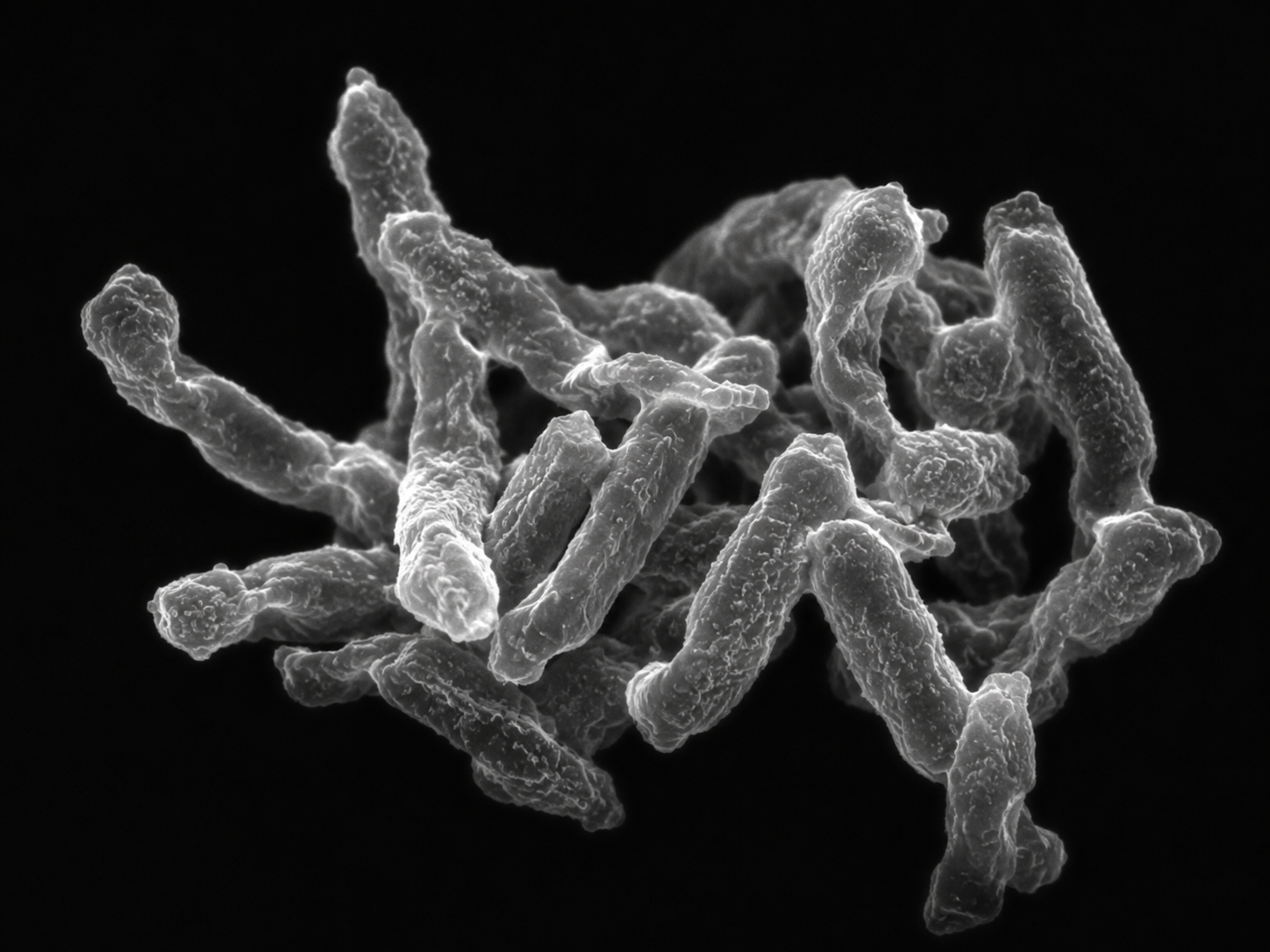 Illustration of M. vaccae bacterial morphology, based on electron microscopy. Placeholder image — to be replaced with a licensed or commissioned SEM.